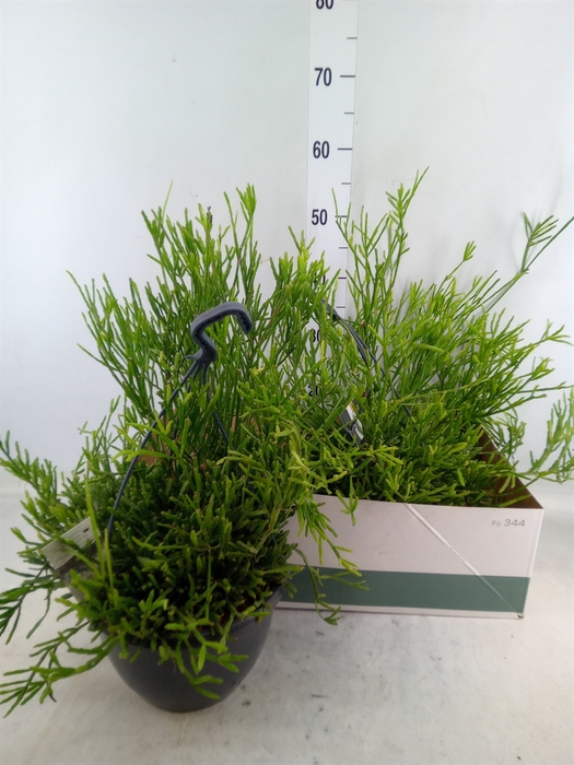 <h4>Rhipsalis ewaldiana</h4>