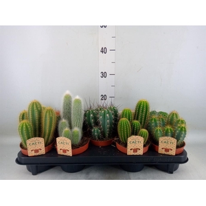 Cactus   ...mix