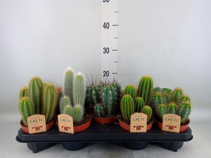 <h4>Cactus ...mix</h4>