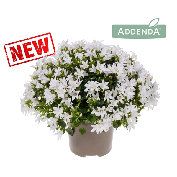 <h4>Campanula Ambella® Intense White</h4>