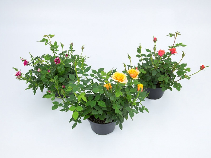 ROSEIRA MINI P11