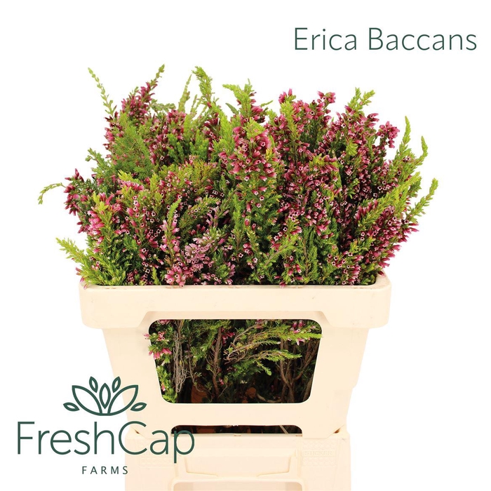 <h4>Erica Baccans</h4>