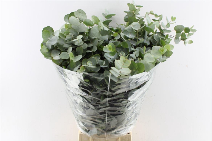 <h4>Euca Cinerea Per Bunch 10 Stems Selected</h4>