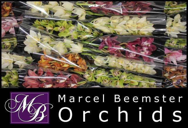 <h4>CYMB MI GEM</h4>