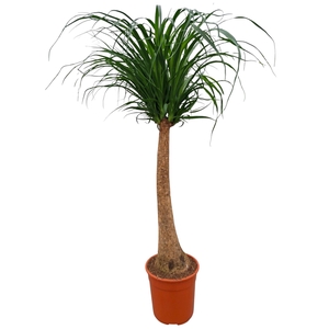 Beaucarnea recurvata