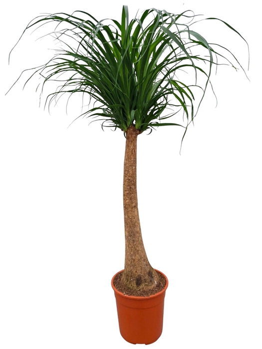 <h4>Beaucarnea recurvata</h4>