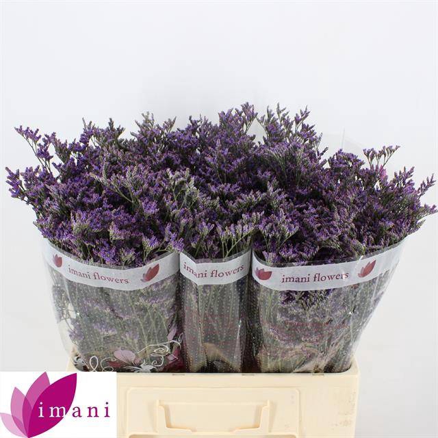 <h4>Limonium Shooting Star Imani</h4>