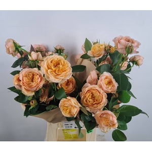 R GR APRICOT