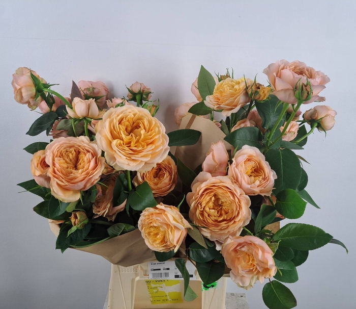 <h4>R GR APRICOT</h4>