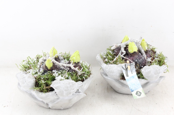 <h4>arr4 Hyacint JS - Vogelschaal rond x4</h4>