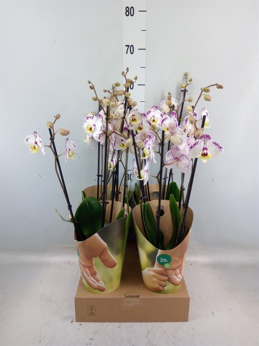 <h4>Phalaenopsis  'FC Cupid Spirit'</h4>