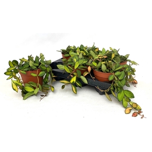 HOYA OV