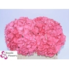 Hydrangea sibilla red