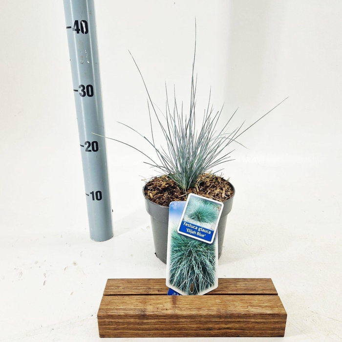 <h4>Festuca glauca</h4>