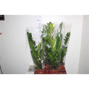 Zamio Zamiifolia 3-4+