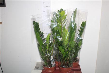 <h4>Zamio Zamiifolia 3-4+</h4>