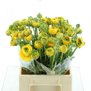 Ran Aazur Yellow N L