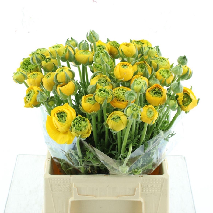 <h4>Ran Aazur Yellow N L</h4>