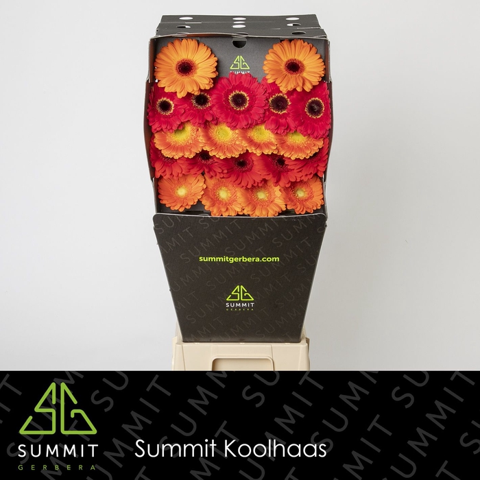 <h4>Germini Mix 3 kleuren Diamond per kaart</h4>
