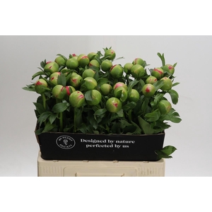 Paeonia Coral Sunset