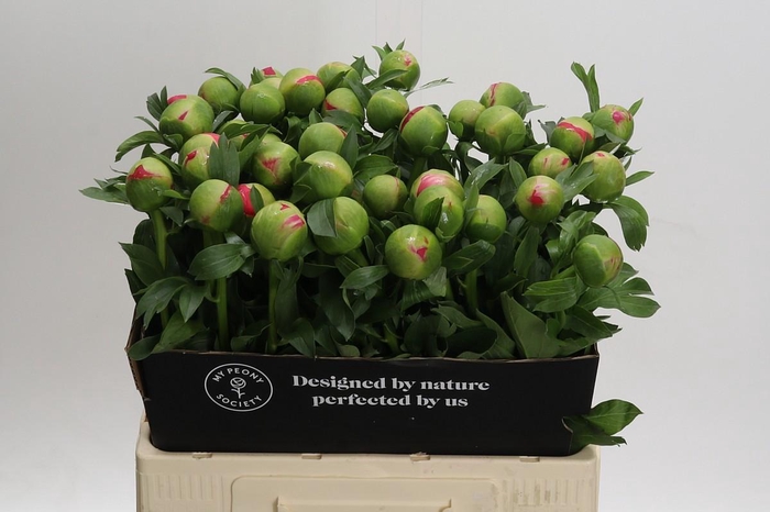 Paeonia Coral Sunset