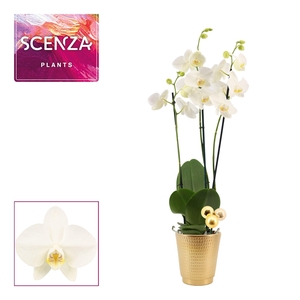 Phalaenopsis 3 tak 18+ wit in Mariah goud met kerstballen bijste