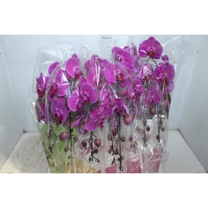 PHALAENOPSIS CASCATA P15 PINK MIN 1