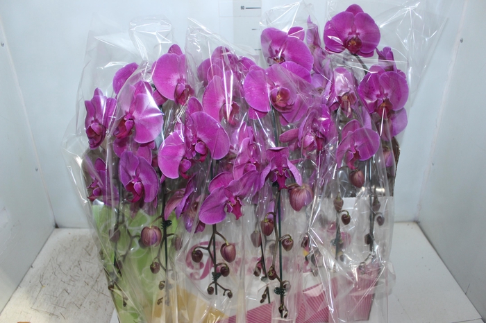 <h4>PHALAENOPSIS CASCATA P15 PINK MIN 1</h4>