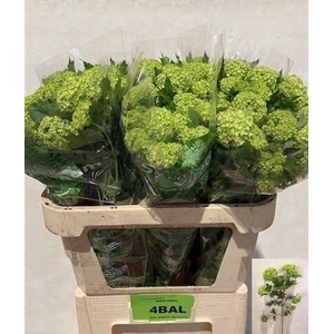 Viburnum Roseum St 80cm 4 Hd