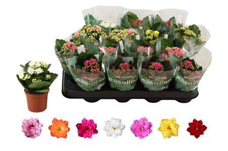 <h4>Kal Ge Ro Gem 6 Kl</h4>