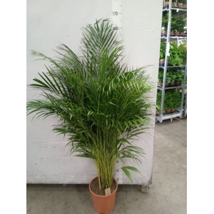Dypsis lutescens   ...Chrysalidoca