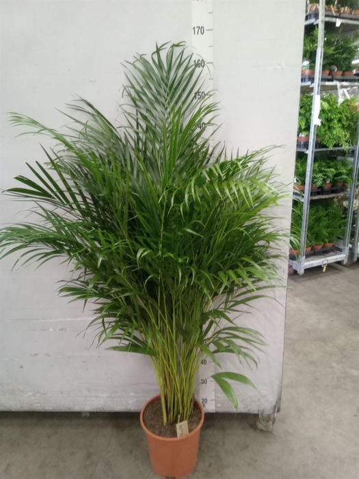 <h4>Dypsis lutescens   ...Chrysalidoca</h4>