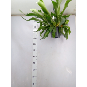 Platycerium bifurc. 'Netherlands'
