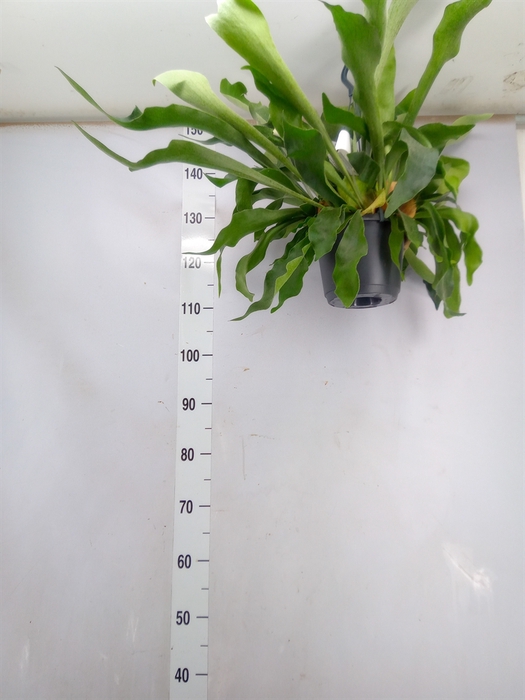 <h4>Platycerium bifurc. 'Netherlands'</h4>
