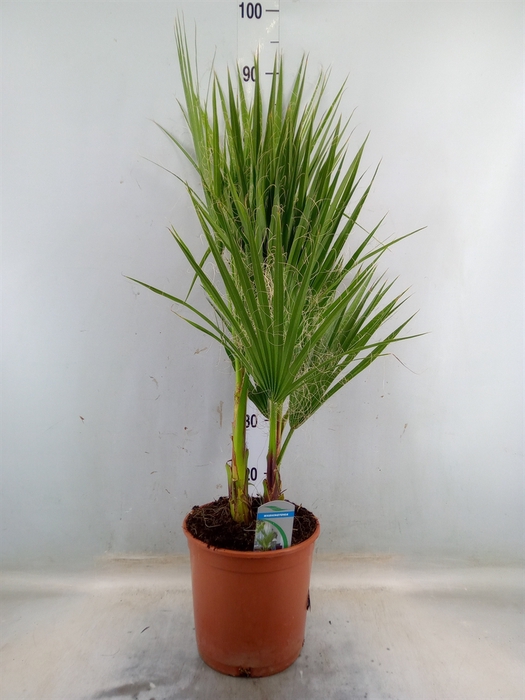 <h4>Washingtonia filifera</h4>