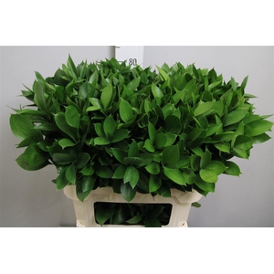 Ruscus Hypophyllum