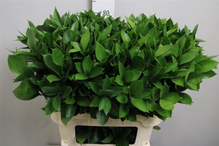 <h4>Ruscus Hypophyllum</h4>