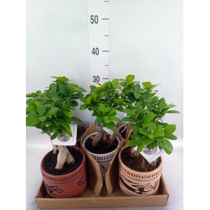 Ficus microcarpa 'Ginseng'