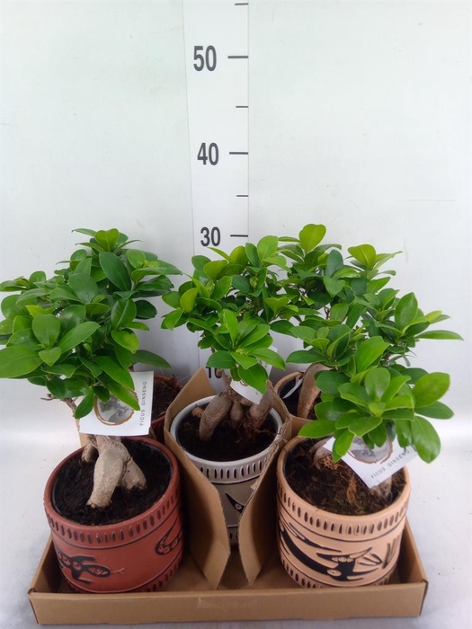 <h4>Ficus microcarpa 'Ginseng'</h4>