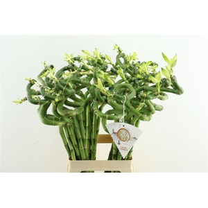 Drac Bamboo Spiral 70cm
