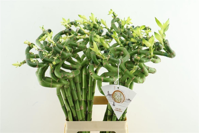 <h4>Drac Bamboo Spiral 70cm</h4>
