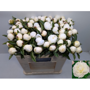 PAEO L DUCHES D NEMO