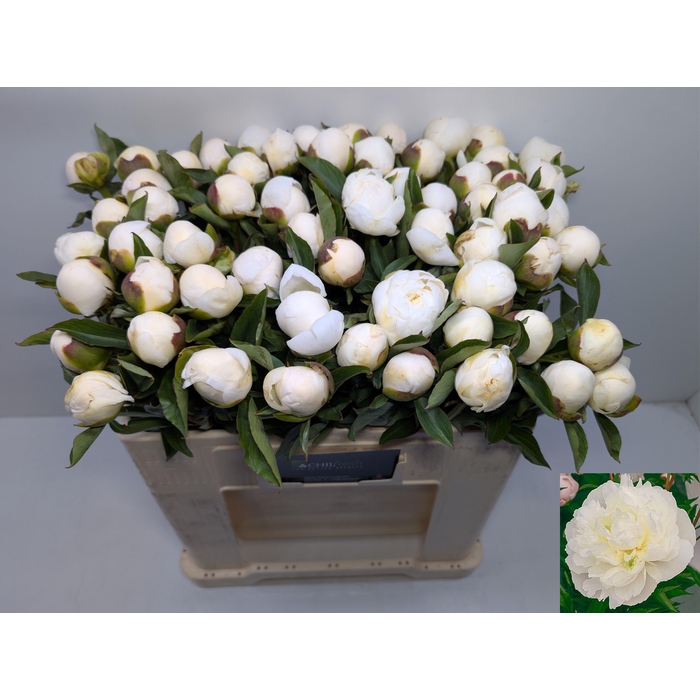 <h4>PAEO L DUCHES D NEMO</h4>