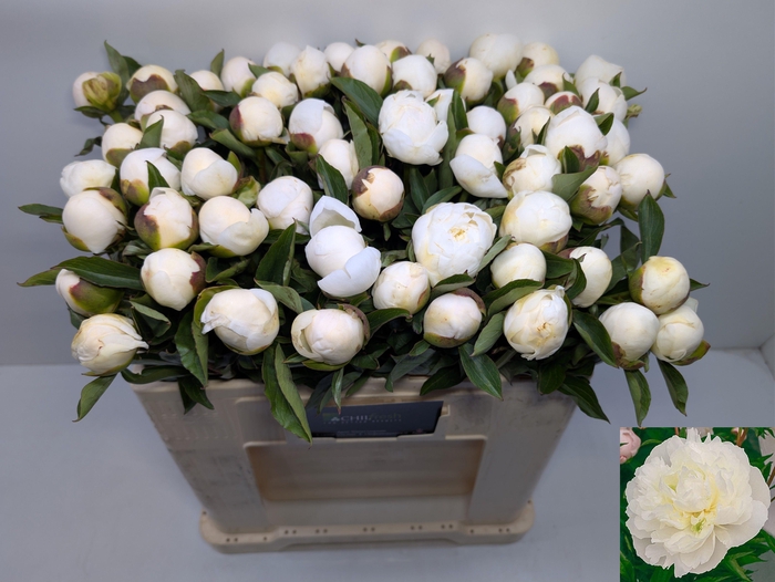 PAEO L DUCHES D NEMO