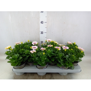 Osteospermum  'Margarita Smoot pin'