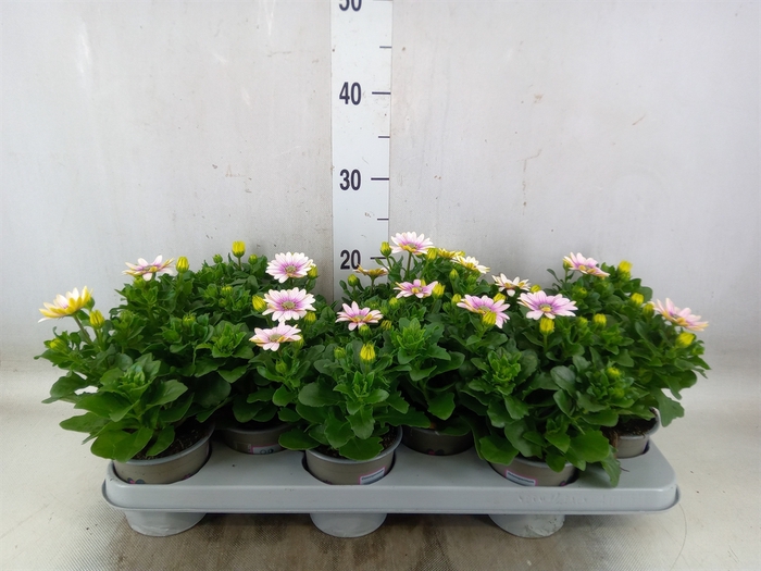 <h4>Osteospermum  'Margarita Smoot pin'</h4>