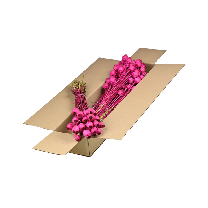 <h4>Papaver Sb Cerise</h4>