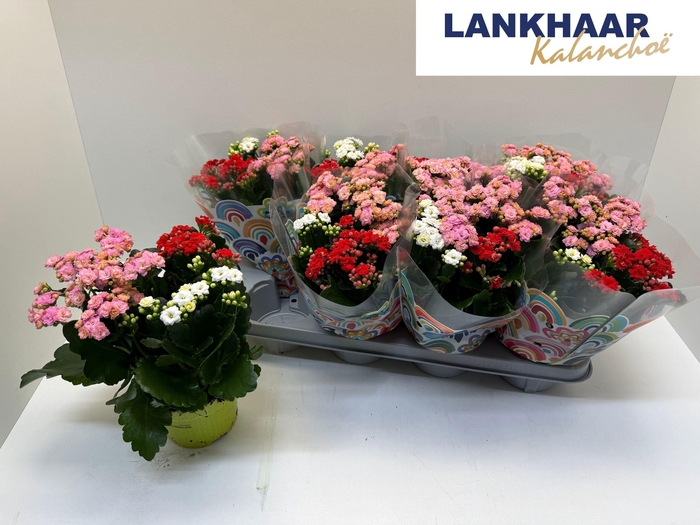 <h4>KAL GE GEM I POT</h4>