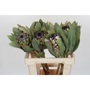 Protea Barbigera Snow Leopard