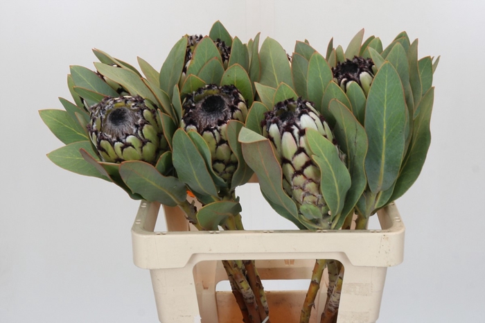 <h4>Protea Barbigera Snow Leopard</h4>